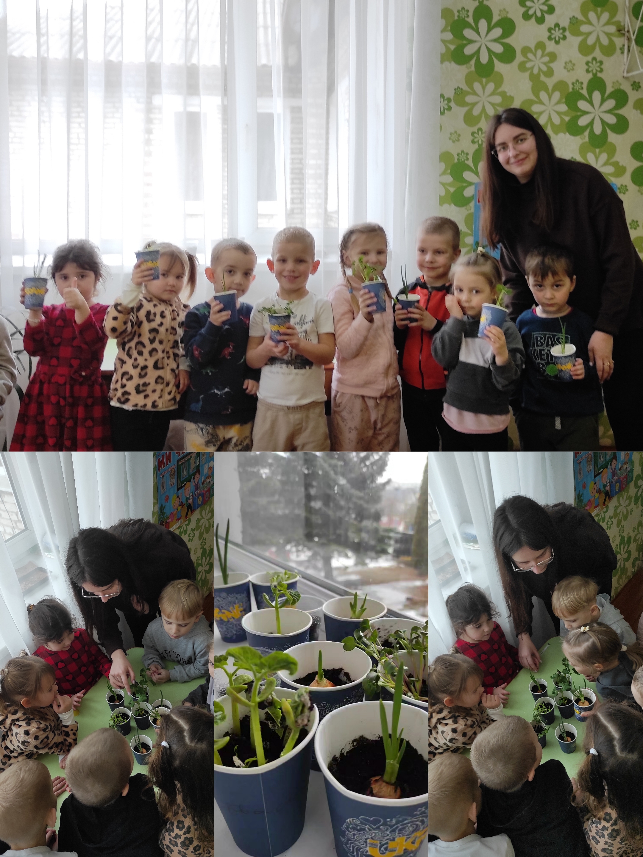 У групі «Вишиванка» маленькі вихованці щодня із захопленням доглядають свій міні-город. Спочатку малята власноруч посіяли насіння редиски, салату, цибулі та квасолі, а потім щодня з цікавістю спостерігали й дбайливо доглядали за своїми зеленими грядками. Щодня діти з нетерпінням чекали, коли ж з’явиться перша зелень. І ось через кілька днів із землі пробилися перші паростки редиски. Радості малят не було меж — вони із захопленням розглядали ніжні зелені листочки та раділи результатам своєї праці.І ось уже видно старання дітей — наш міні-город зазеленів! Маленькі городники вчаться бути відповідальними, працьовитими та турботливими, пізнають красу природи й радіють власним успіхам.